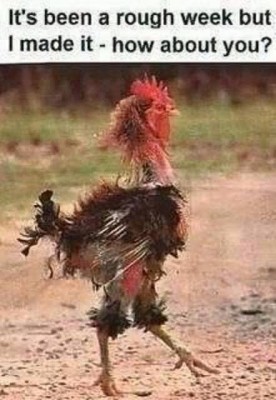 CROSSING THE ROAD.jpg