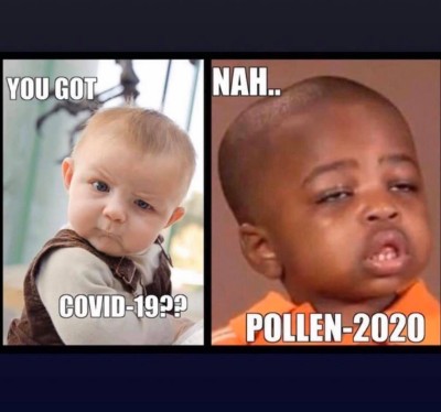 POLLEN.jpg
