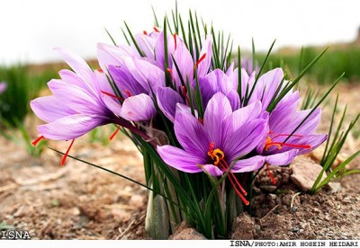 Saffron-Birjand-Iran1.jpg