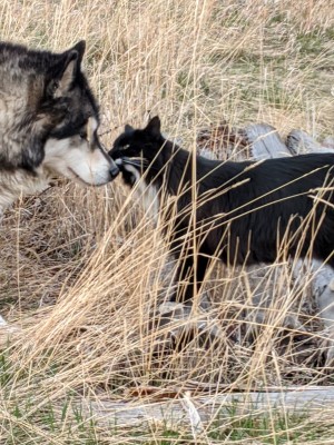 aapkpets.jpg