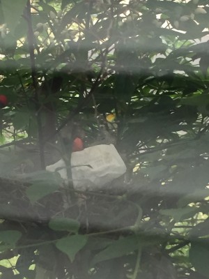 Cardinal.jpg