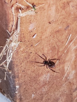 Black Widow