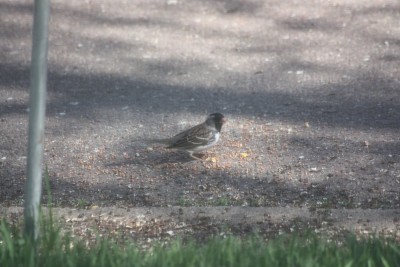 IMG_3645.JPG