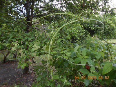 001.JPG (378.18 KiB) Viewed 1746 times Smilax (green brier) growing wild