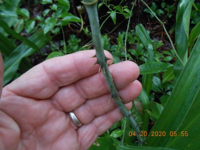 005.JPG (215.95 KiB) Viewed 1746 times the mature part, the part that will get you