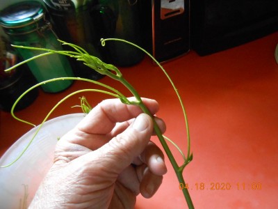 014.JPG (193.25 KiB) Viewed 1734 times A freshly harvested tip