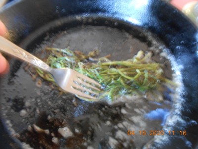 020.JPG (224.04 KiB) Viewed 1746 times The shrank just like mustard greens