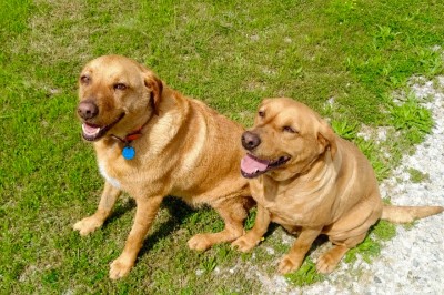Mazie (left) and Purdy