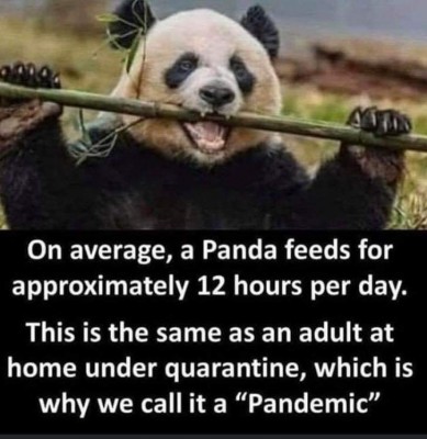 panda.jpg