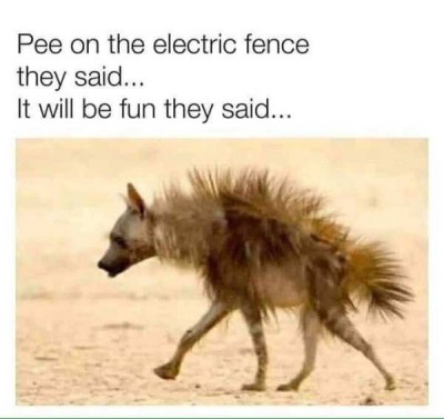 electric fence.jpg