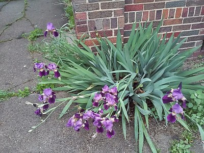 Lily's blooming.jpg