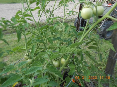 A few tomatoes for salads and &quot;mater sammiches&quot;!