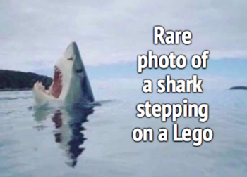 shark--e1589214483795.png