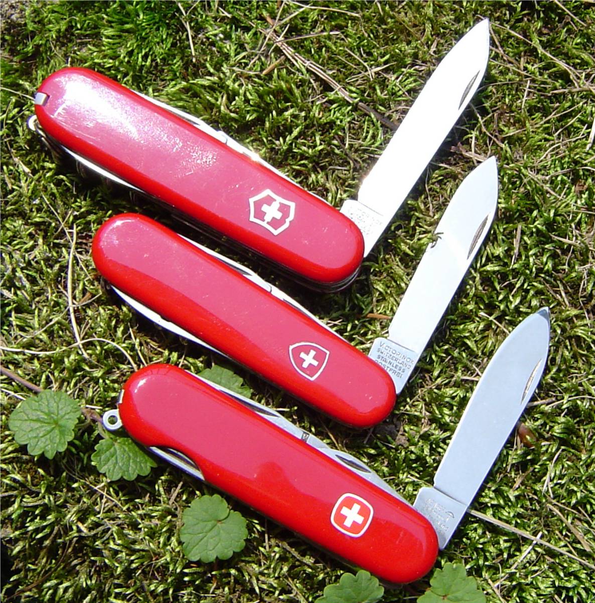 three swiss.jpg