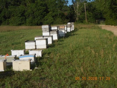 To make the garden better, more productive, you need a few bees to pollinate the blooms.