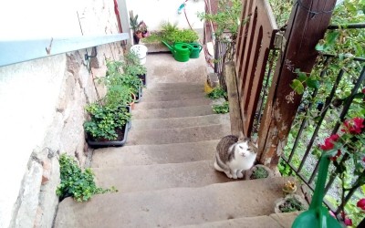 Looking down the steps.