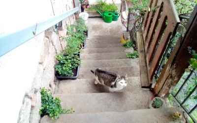 Schnurri the cat.