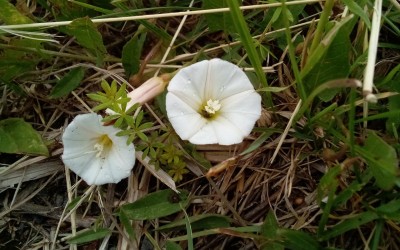Wild flowers.