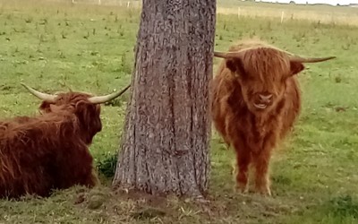 Scottish Highland Cow's