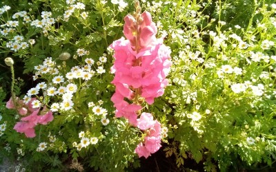 IMG_20200613_085903.jpg