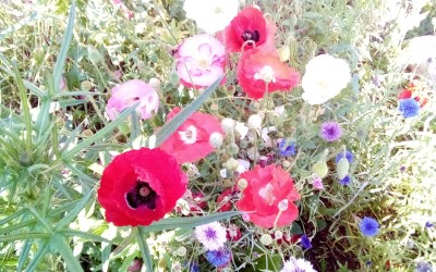 IMG_20200613_085709.jpg
