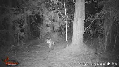 Is this a fox or a coyote?