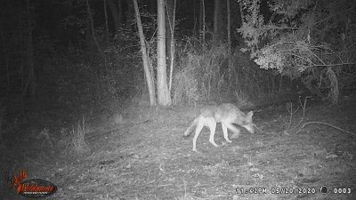 This is a coyote