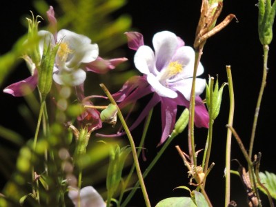 DSCN6552.JPG