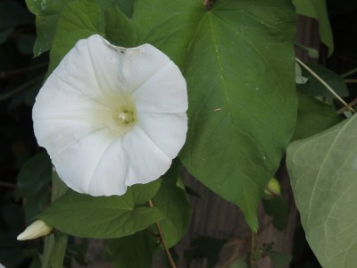 DSCN6574.JPG