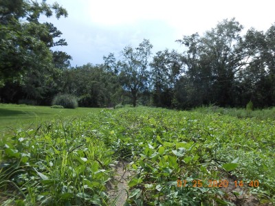 One of our 2 pea patches