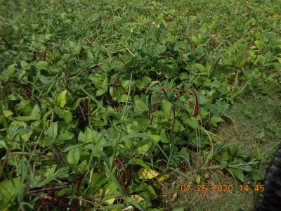Plenty of peas to pick and make your back hurt!