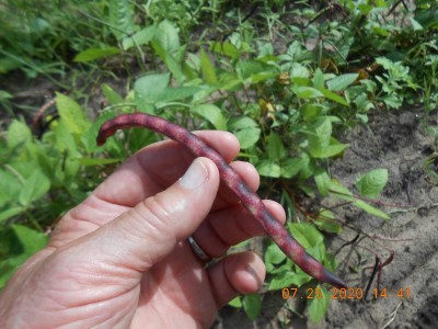 A mature pea