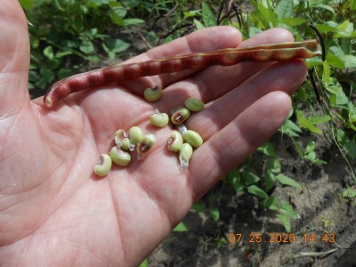 We enjoy the peas year round, 1st fresh then frozen as we put them in quart bags after blanching and stored in the freezer