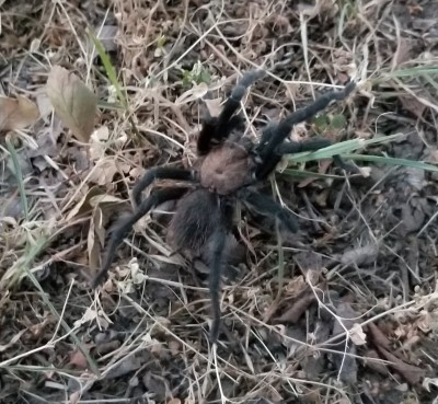 Tarantula