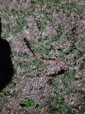 Copperhead - minus his head