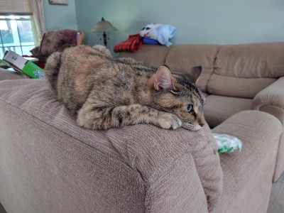 pepper15.jpg