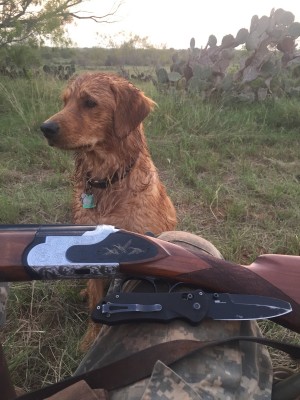 Dove hunting.jpg