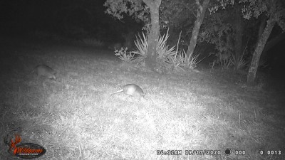Armadillos.JPG