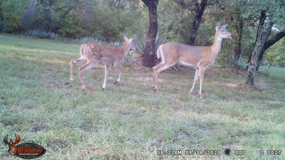 Deer.JPG