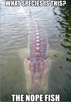 image.jpeg