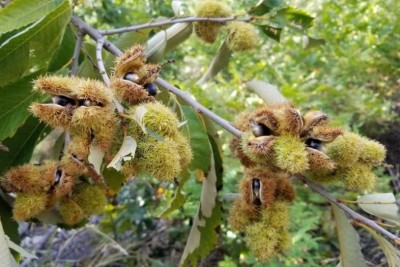 Chinquapin.jpg