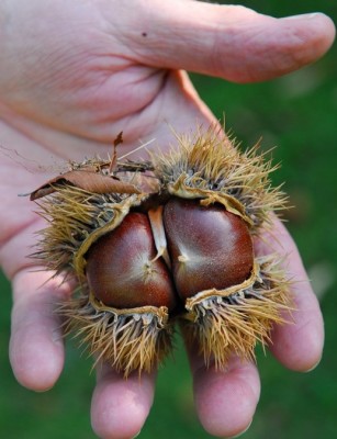 nut-in-hand.jpg
