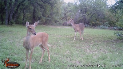 Deer.JPG