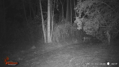 3:47 am 10/4 coyote #1