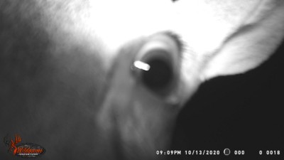 Curious 4