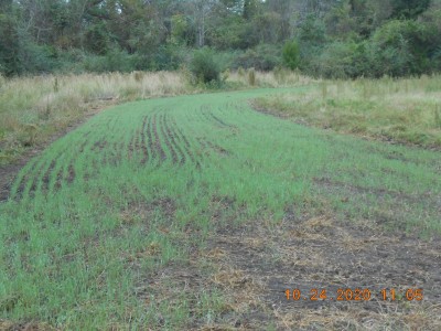 This Rye Grain patch is 7 days old, planted 10/17.  Should be doing well by Thanksgiving, opening day.