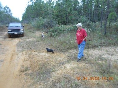 Got Miss Joy to ride with me to the lease this morning.  Those planted pines are about 10 years old and it is thick, thick thick!  I have a stand by an old abandoned clay pit that affords a better view where you can get a look at Bambi now and then.