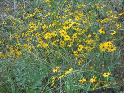 The Fall flowers are still doing their thing!