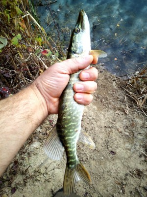 IMG_20201105_131802.jpg