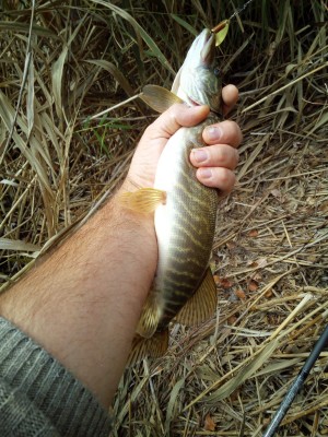 IMG_20201105_130613.jpg